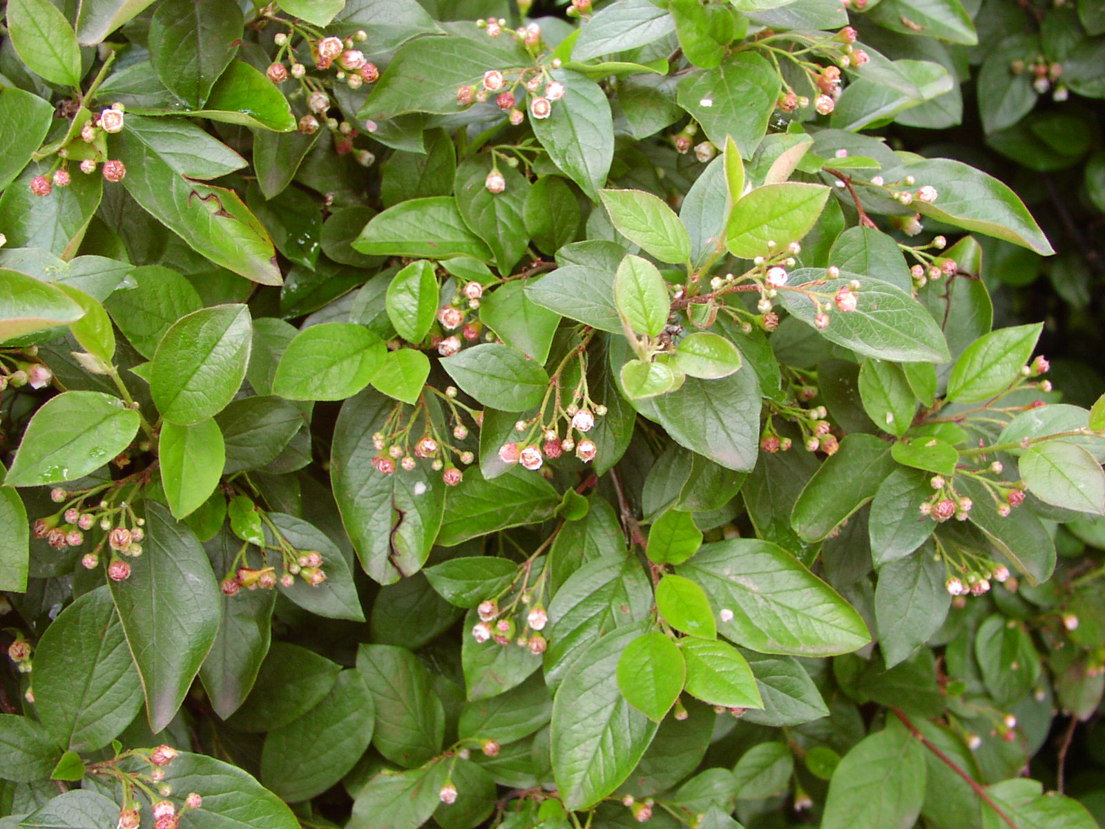 Кизильник блестящий/Cotoneaster lucidus 80-100 С7,5