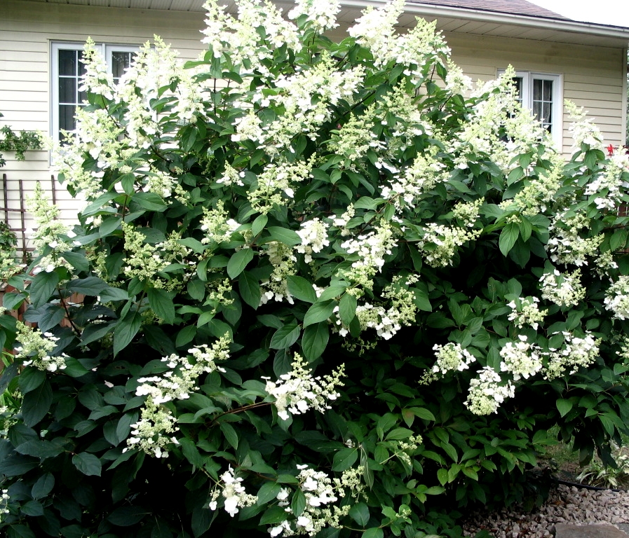 Гортензия метельчатая Киушу/Hydrangea paniculata Kyushu 120-140 C20