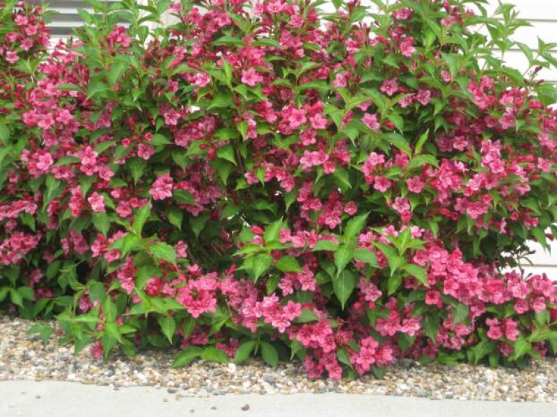 Вейгела гибридная Бристол Руби/Weigela hybrida Bristol Ruby 20-40 С5