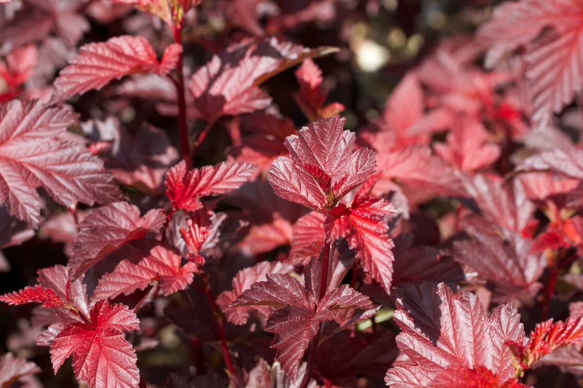 Пузыреплодник калинолистный Леди ин Ред/Physocarpus opulifolius Lady in Red (Tuilad) PBR 160-180 C15