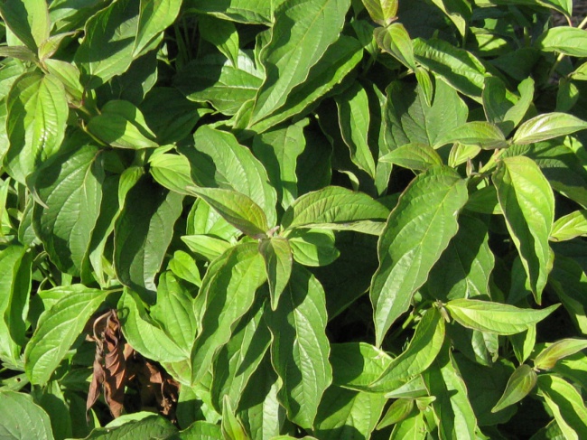 Дерен отпрысковый Келсеи/Cornus stolonifera Kelseyi 40-60 С10