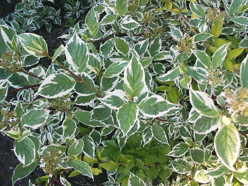 Дерен белый Сибирика Вариегата/Cornus alba Sibirica Variegata 60-80 С7,5