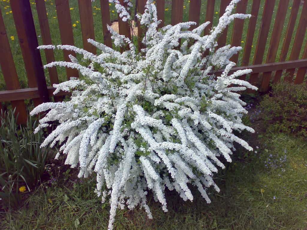 Спирея серая Grefsheim/Spiraea х cinerea Grefsheim 60-80 С10