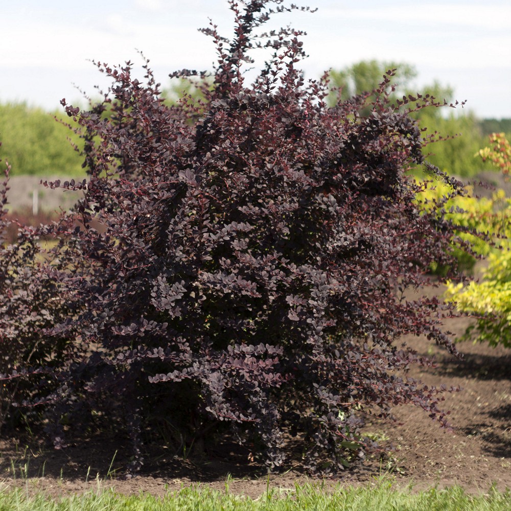 Барбарис оттавский Суперба/Berberis x ottawensis Superba 40-60 С5