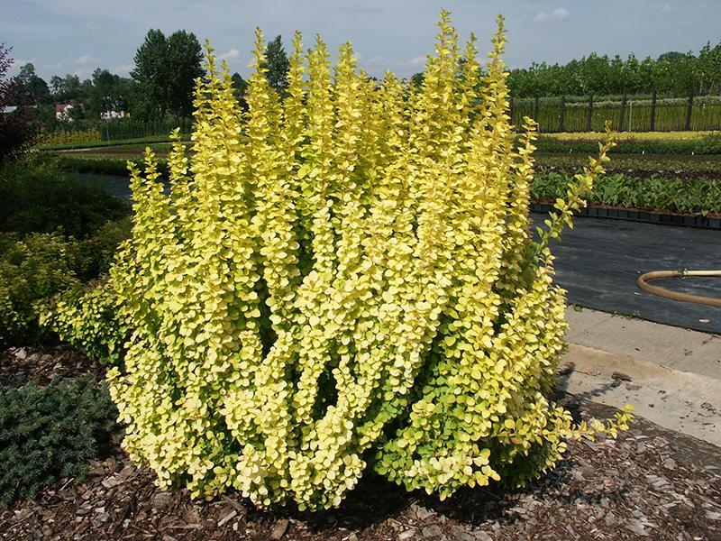 Барбарис Тунберга Мария/Berberis thunbergii Maria 40-50 С5