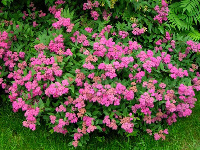 Спирея Бумальда Антони Ватерер/Spiraea x bumalda Anthony Waterer 20-30 С5