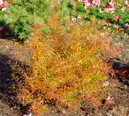 Спирея Тунберга Оджон /Spiraea thunbergii Ogon 30-40 C5