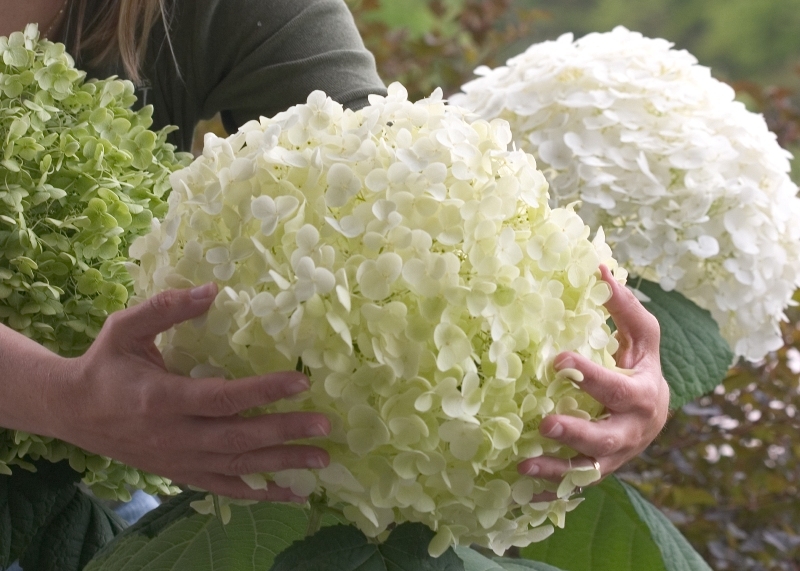 Гортензия древовидная Стронг Аннабель/Hydrangea arborescens Strong Annabelle 50-60 С10