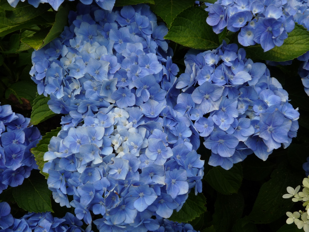 Гортензия крупнолистная Боденси/Hydrangea macrophylla Bodensee 30-40 С7,5