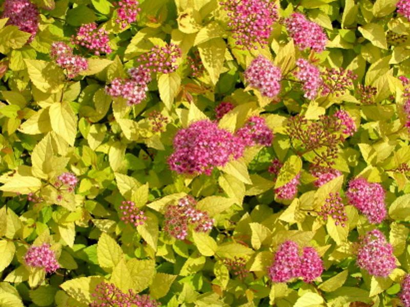 Спирея японская Голден Принцесс/Spiraea japonica Golden Princess 30-50 С3