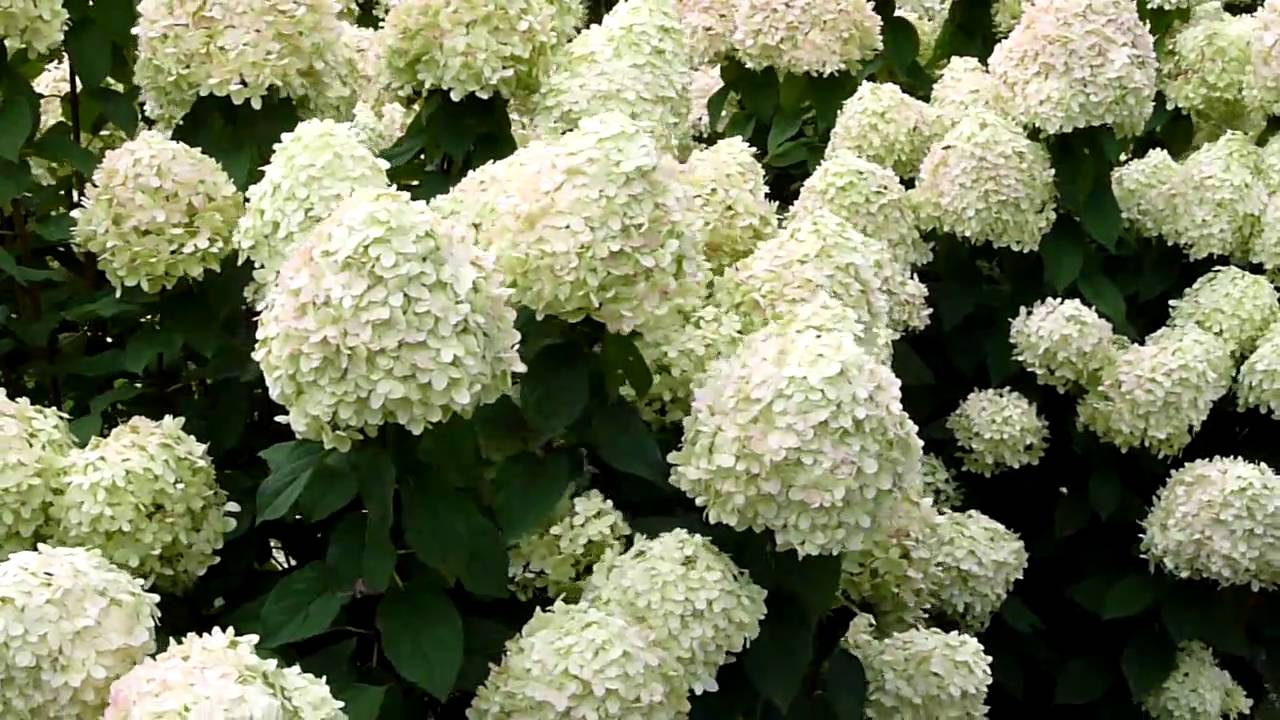Гортензия древовидная Грандифлора/Hydrangea arborescens Grandiflora 20-30 С5