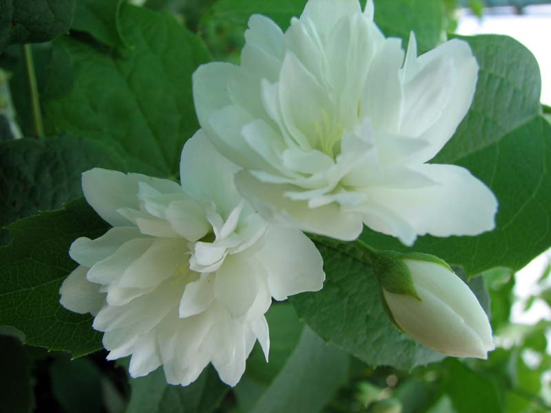 Чубушник Лемуана (гибридный) Буке Бланш/Philadelphus × lemoinei Bouquet Blanc 160-180 С35