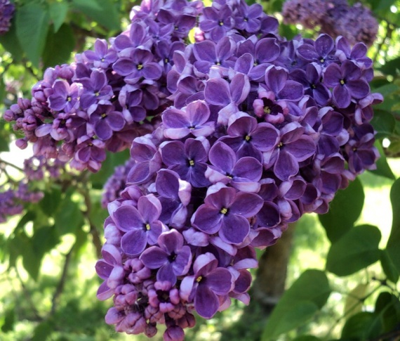 Сирень обыкновенная Леонид Леонов/Syringa vulgaris Leonid Leonov 100-110 С10