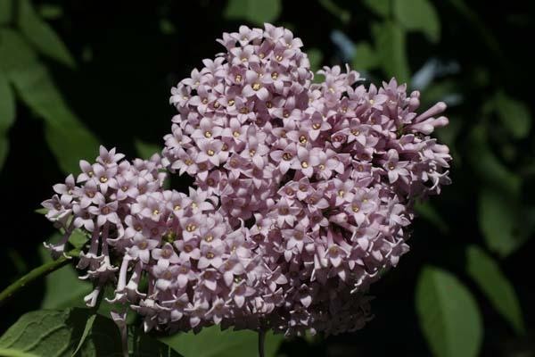 Сирень Престона Эстерка/Syringa prestoniae Esterka 40-60 C10