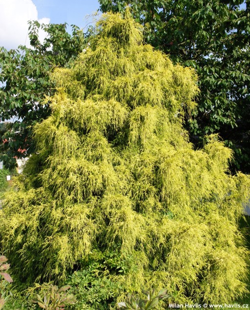 Кипарисовик горохоплодный Филифера Ауреа Нана/Chamaecyparis pisifera Filifera Aurea Nanа 20-30 С5