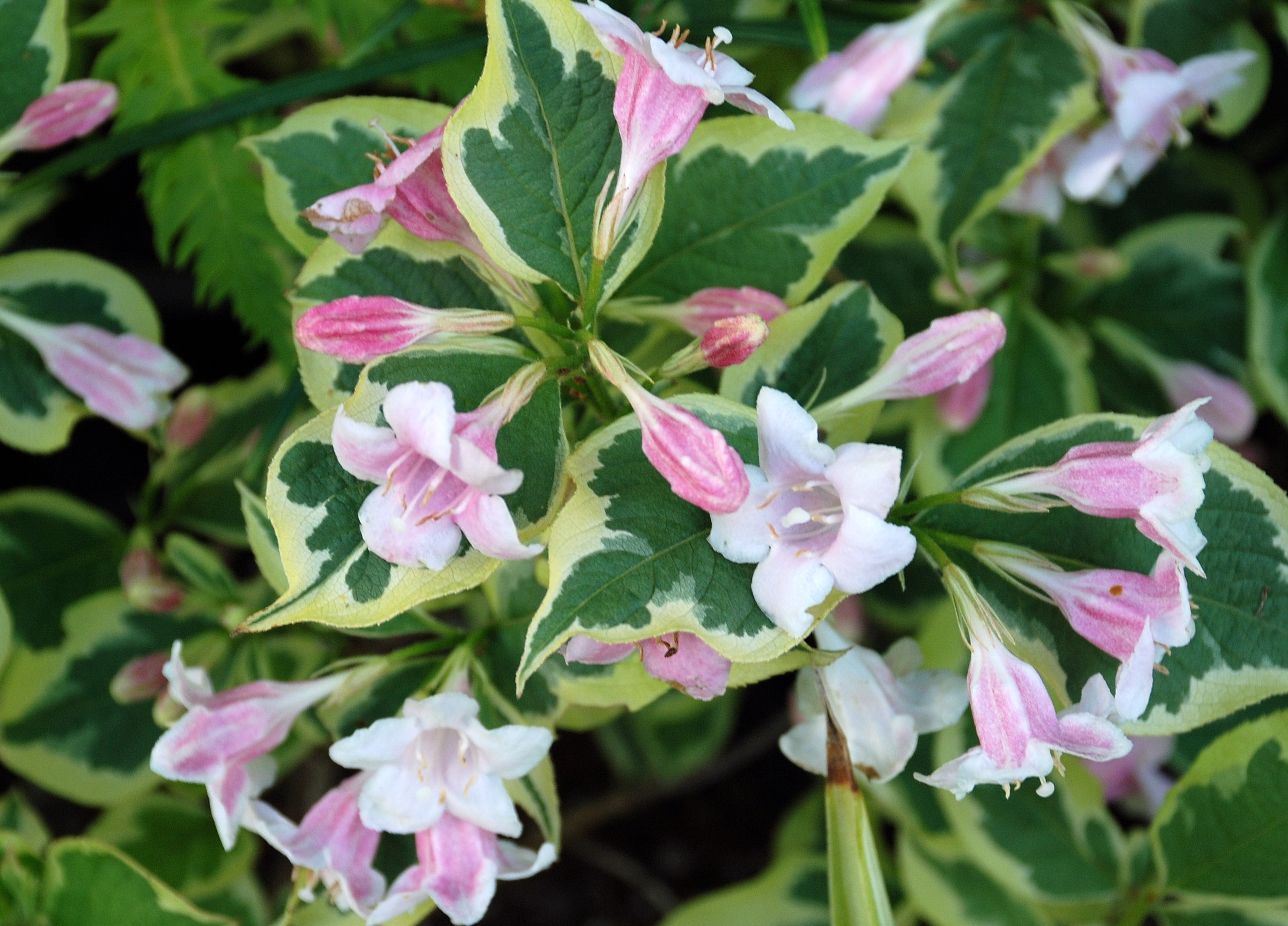 Вейгела цветущая Нана Вариегата/Weigela florida Nana Variegata 40-50 С7,5