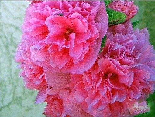 Мальва розовая Пленифлора (gemengd) /Alcea rosea Pleniflora (gemengd)  P1,5