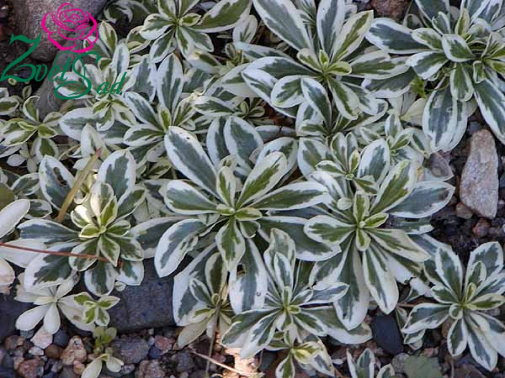 Арабис реснитчатолистный/Arabis blepharophylla-Р1.5