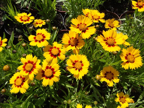 Кореопсис ланцетовидный Штернталер/Coreopsis lancelota Stentaler P1,5