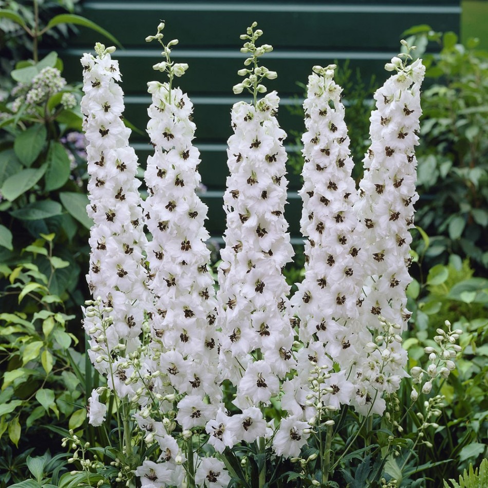 Дельфиниум культурный Пацифак Галахад/Delphinium cultorum (P) Galahad P1,5