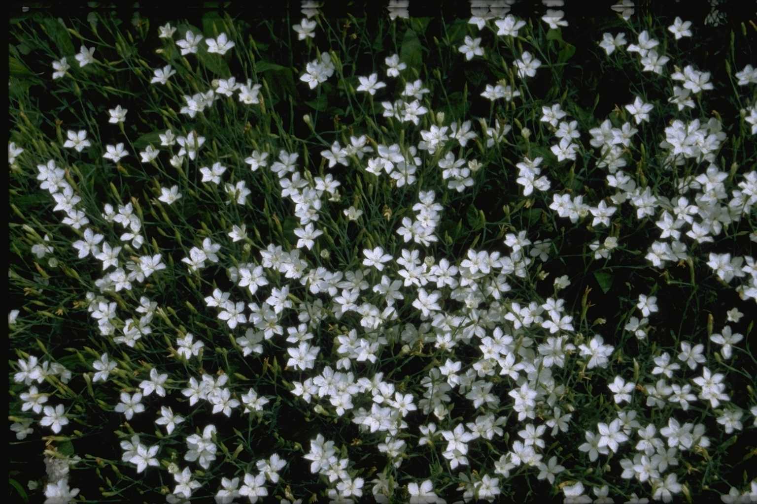 Гвоздика травянка Альбифлорус/Dianthus deltoides Albiflorus Р1,5