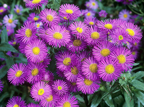 Мелколепестник гибридный Роза Июля/Erigeron hybridus Roza Juwel P1,5