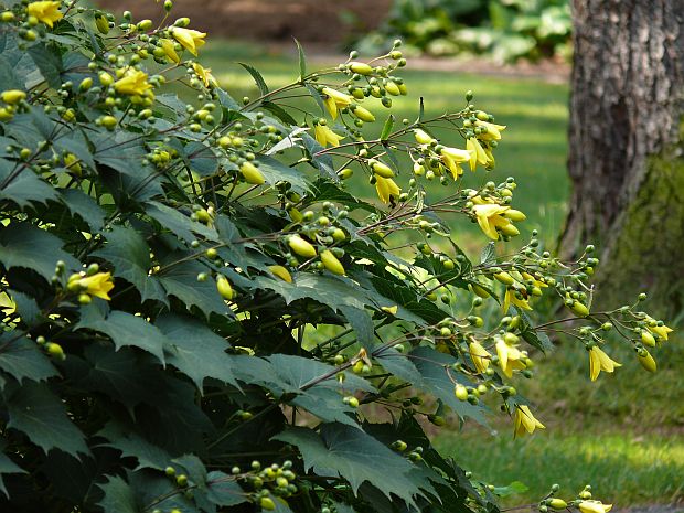 Киренгешома дланевидная/Kirengeshoma palmata P1,5