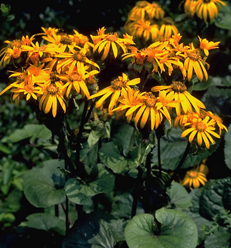Бузульник зубчатый Дездемона/Ligularia dentata Desdemona P1,5