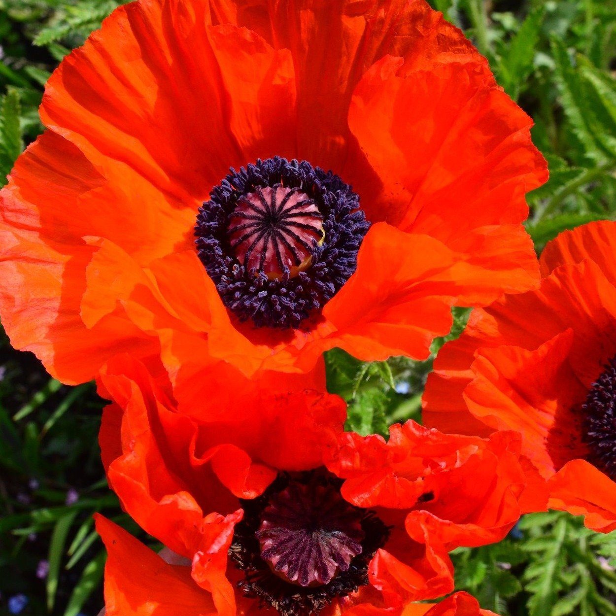 Мак восточный/Papaver orientale Р1,5