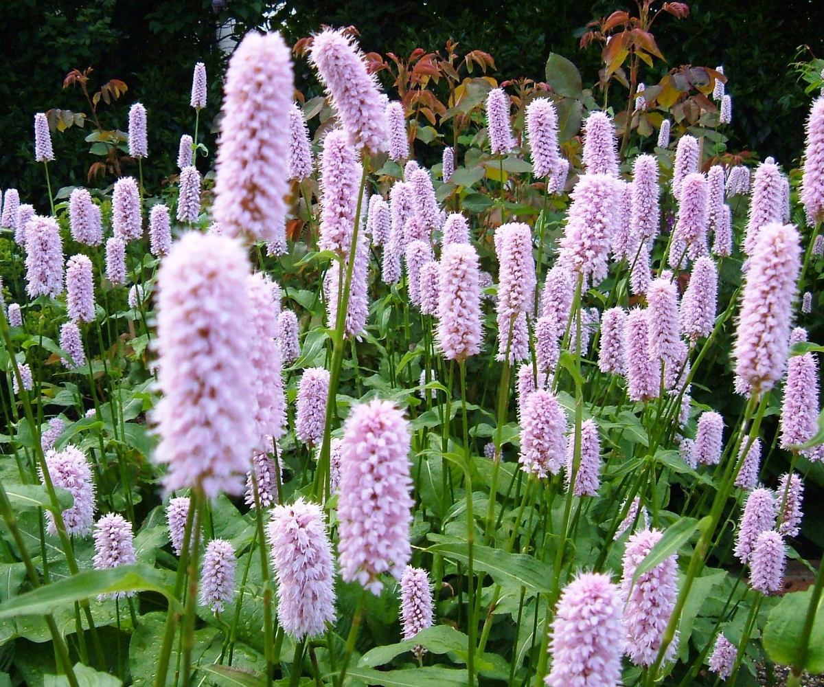 Горец мелкоголовый Ред Драгон /Persicaria microcephala Red Dragon Р1.5