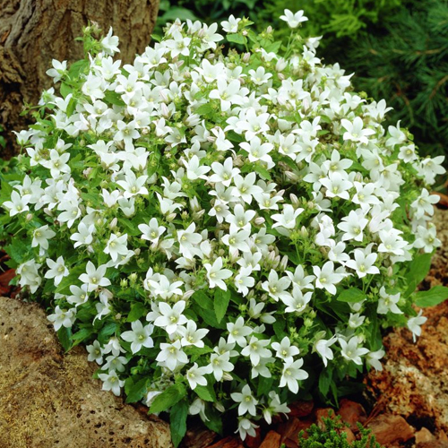 Колокольчик молочноцветковый Уайт Пуф/Campanula lactiflora White Pouffe Р1,5