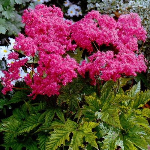 Лабазник корейский Элеганс/Filipendula glaberrima Elegans Р1,5