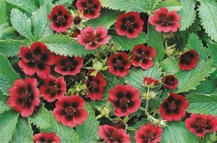 Лапчатка травянистая Монарх Вельвет/Potentilla Monarch Velvet Р1,5