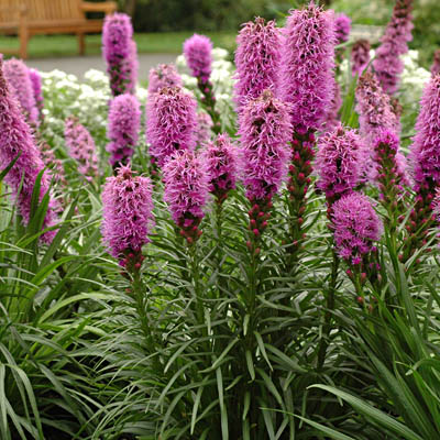 Лиатрис колосковый Кобольд/Liatris spicata Kobold P1,5