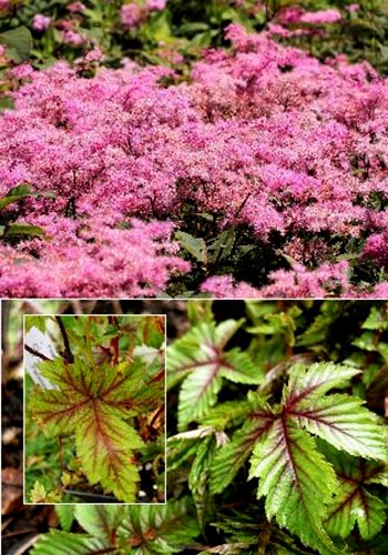 Лабазник гибридный Рэд Амбрелла/Filipendula Red Umbrellas Р1,5