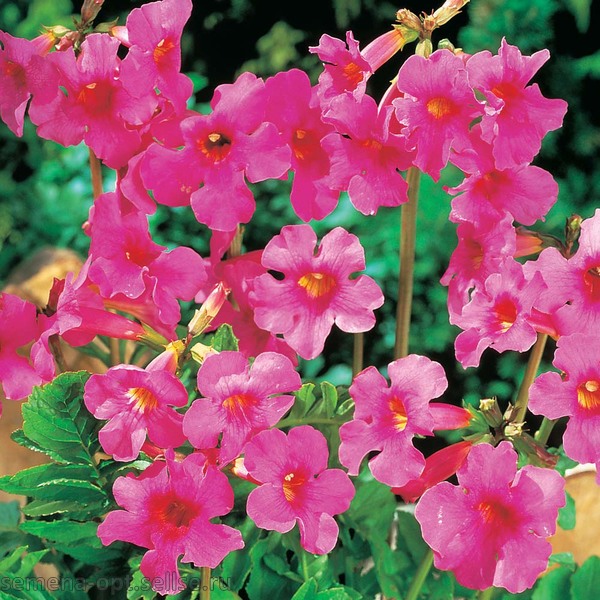 Инкарвиллея Делавея/Incarvillea delavayi Р1,5