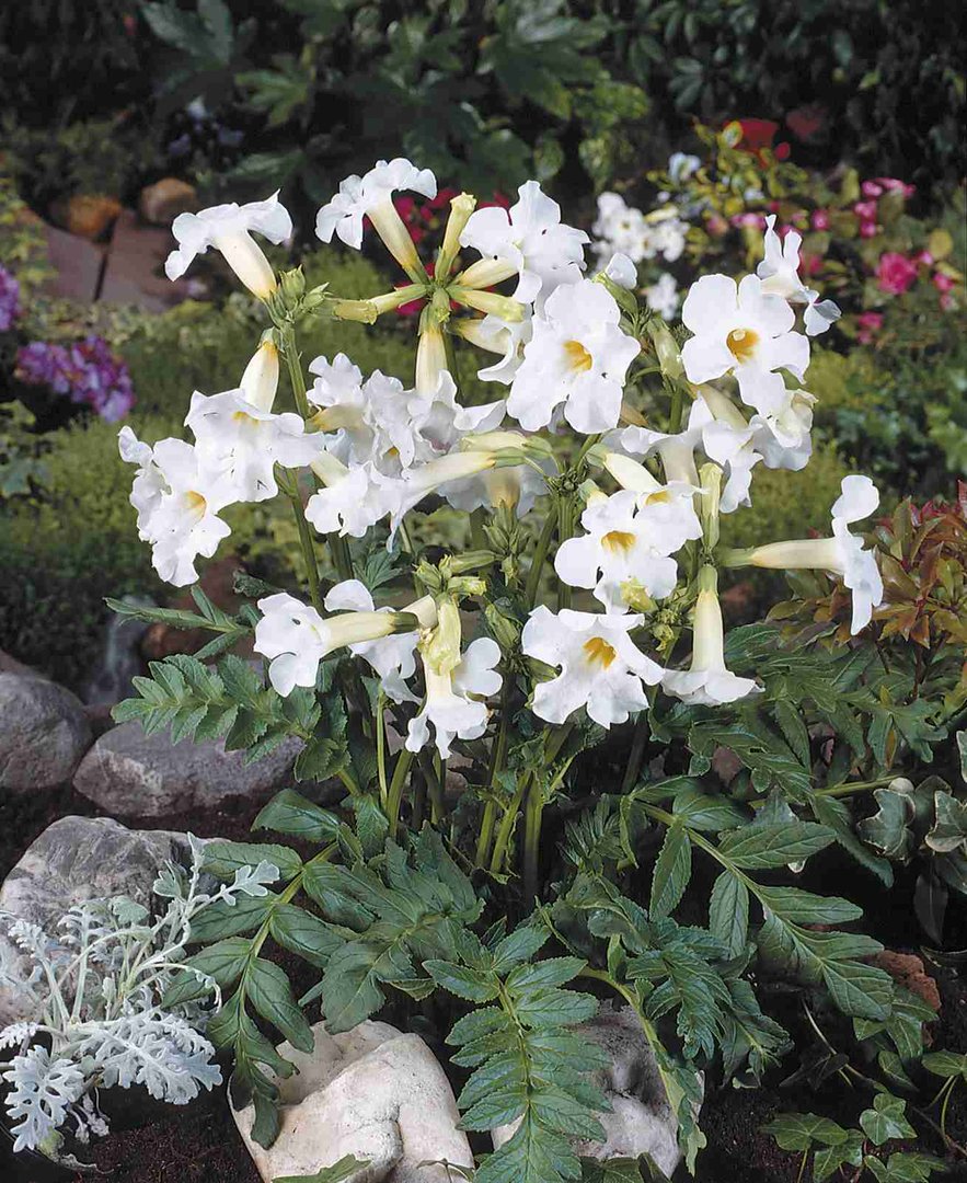 Инкарвиллея Сноутоп/Incarvillea Snowtop Р1,5