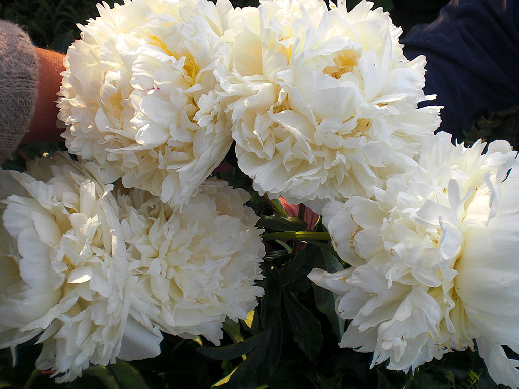 Пион молочноцветковый Буль Де Нэж/Paeonia lactiflora Boule de Neige Р1,5