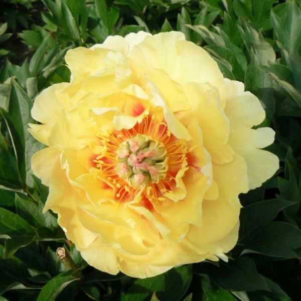 Пион ИТО гибрид Бартцелла/Paeonia Itoh-hybrid Bartzella С3