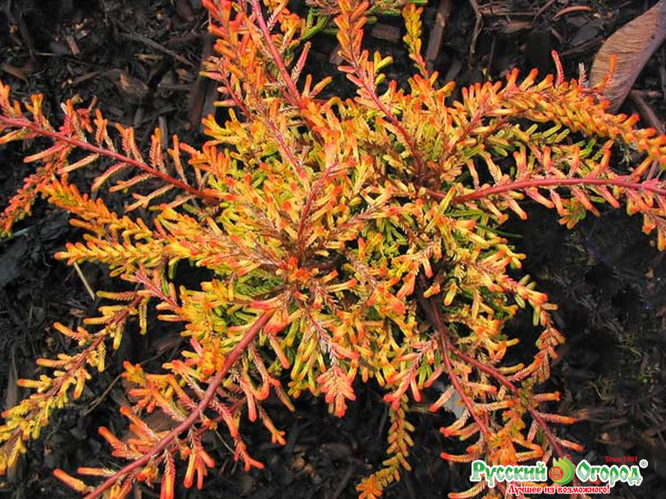 Вереск обыкновенный Роберт Чепмэн/Calluna vulgaris Robert Chapman