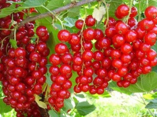 Смородина красная Йошкер Ван Тетс (3-х летняя) С5