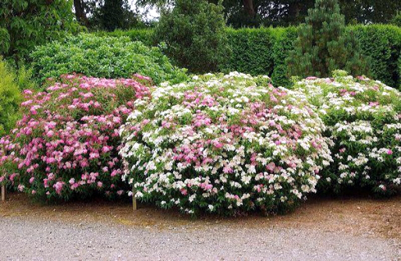 Спирея японская Широбана/Spiraea japonica Shirobana (Genpei) 50-60 С15
