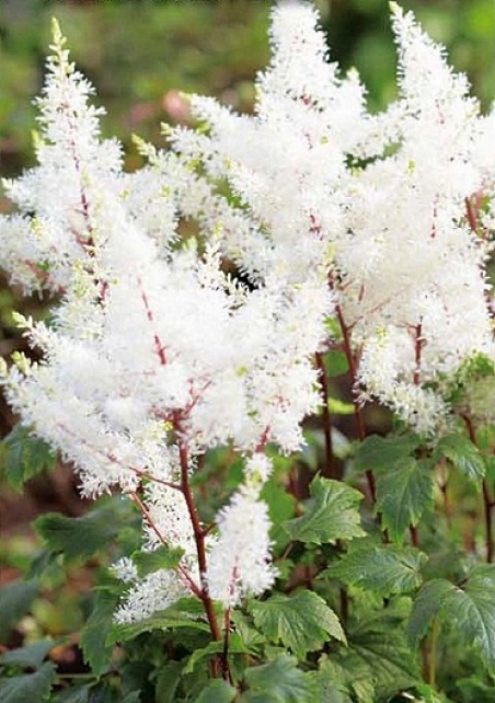 Астильба Арендса Немо/Astilbe arendsii Nemo Р1.5