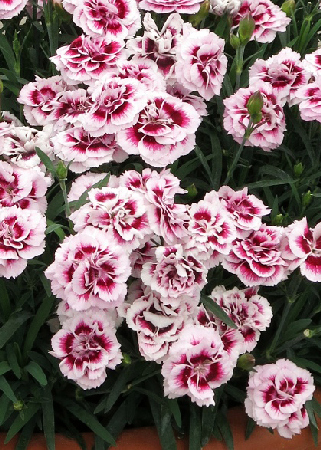 Гвоздика перистая Динамик Пурпл Энд Уайт/Dianthus plumarius Dinamic Purple & White  Р1