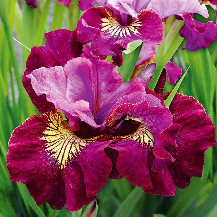 Ирис сибирский Фэнси Ми Зис/Iris sibirica Fancy Me This Р1.5