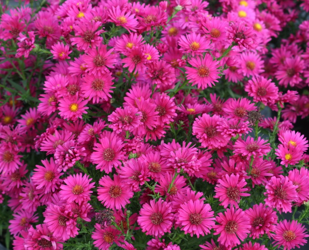 Астра новобельгийская Роял Руби/Aster novi-belgii Royal Ruby C3