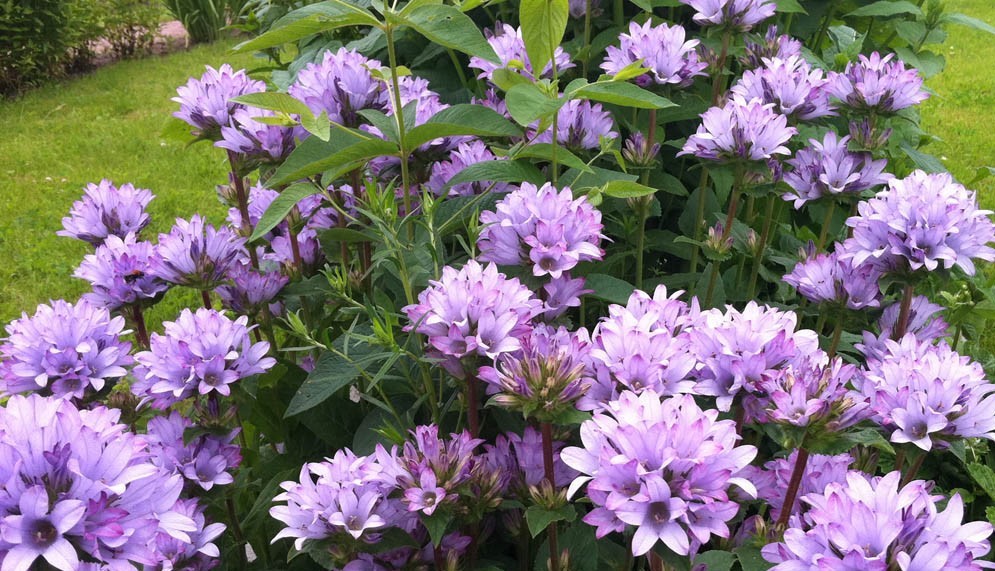 Колокольчик скученный Каролина/Campanula glomerata Caroline C3