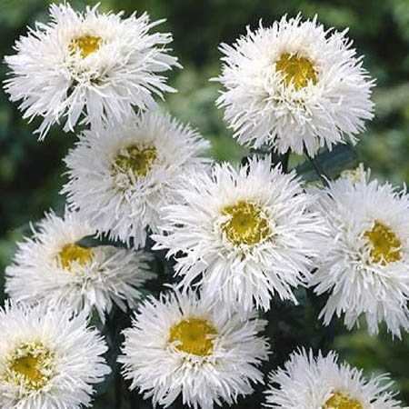 Нивяник наибольший Крейзи Дейзи/Leucanthemum maximum Crazy Daisy С3