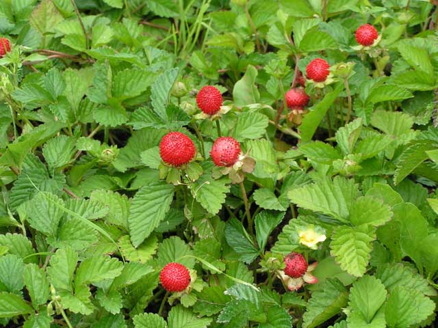 Дюшенея индийская/Duchesnea indica С3