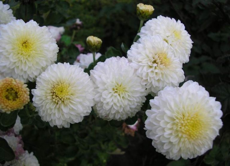 Хризантема корейская Умка/Chrysanthemum coreanum Umka C2